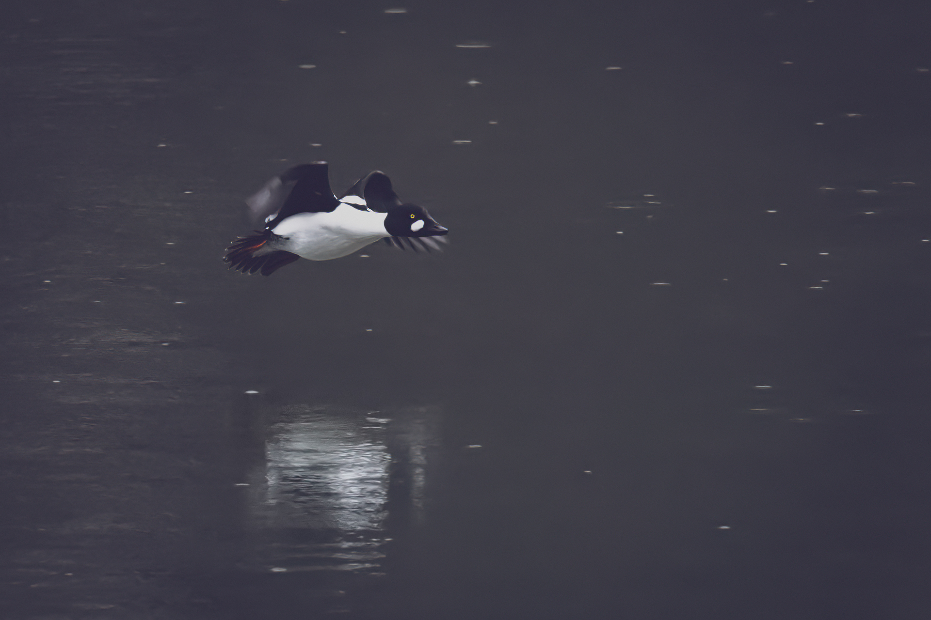 Common goldeneye, Bucephala clangula, adult, Eastern Washington State--flying over pond in rain