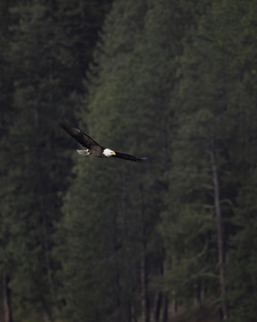 Bald Eagle (Haliaeetus leucocephalus) Adult flies with forested background