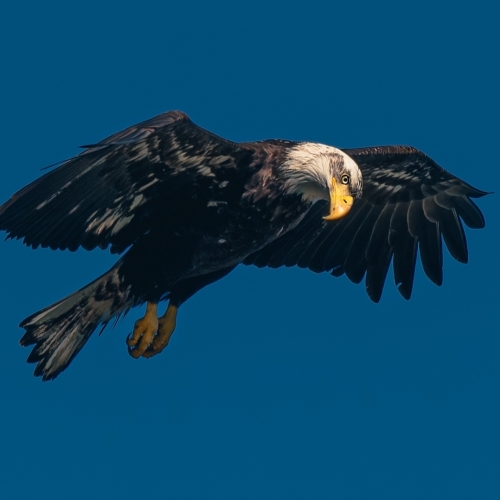 20230605-eagle