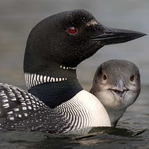 20240811-KE_DSC9695_JWPhotoContest