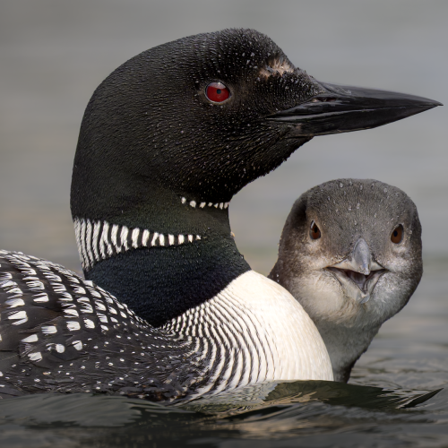 20240811-_DSC9695_KE5