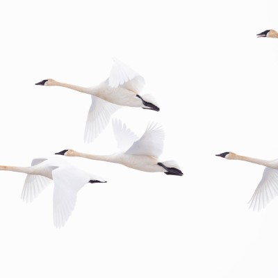 20250222-_DSC8258_TrumpeterSwan