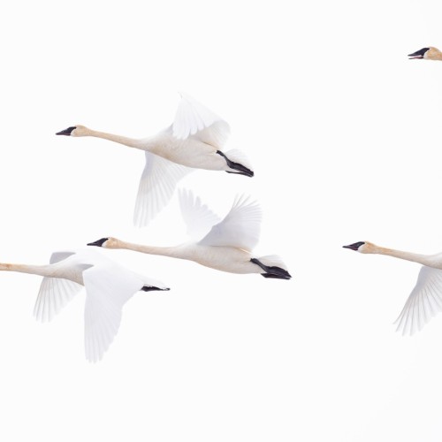 20250222-_DSC8258_TrumpeterSwan