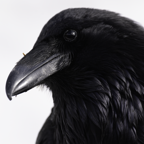 20250510-_DSC1264_Edit