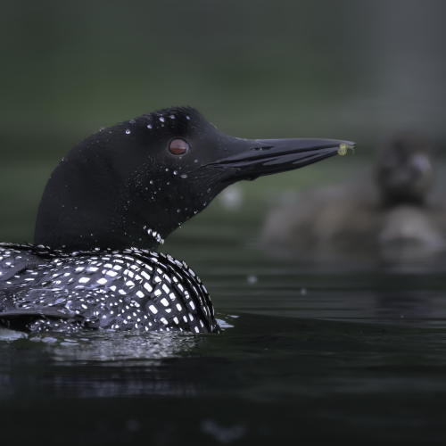 20250620-_DSC1148_Edit