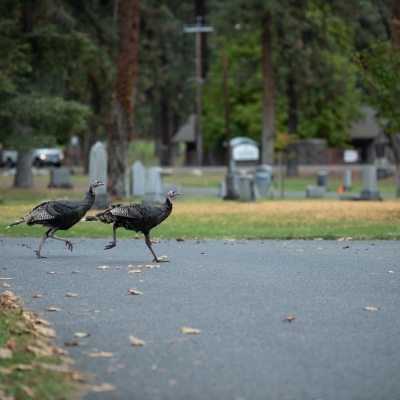 DSC1143-CemetaryTurkeys