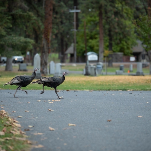 DSC1143-CemetaryTurkeys