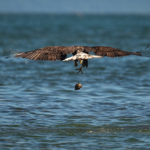 DSC1641-BaldEagle