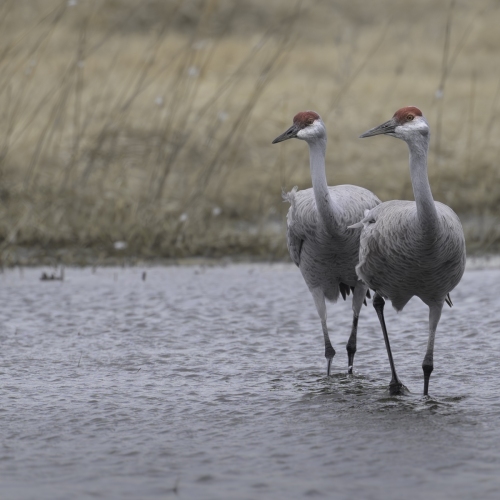 DSC2450-Sandhillcranes