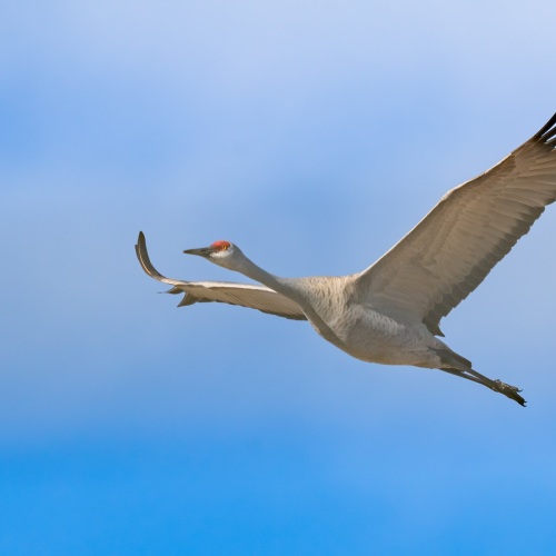 DSC3283-SandhillCrane