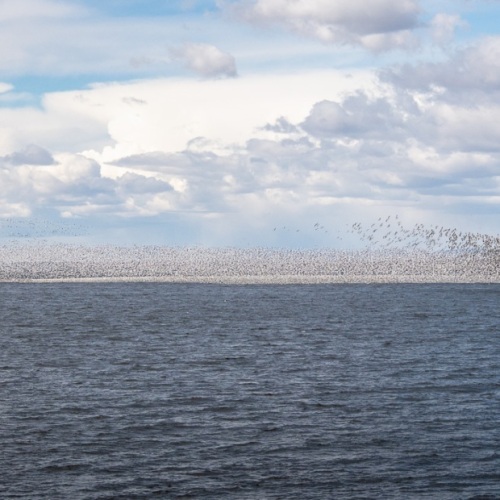 DSC3552-Snowgeese