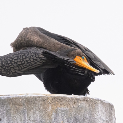 DSC_0859-Cormorant