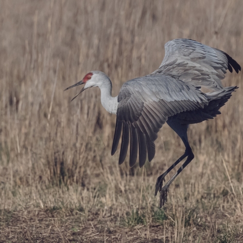 DSC_1835-SandhillCrane