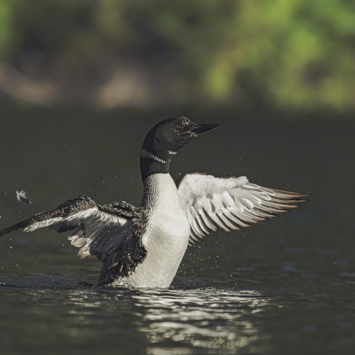 DSC_1835-loon