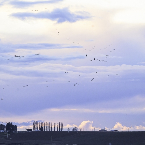 DSC_9847-sandhill-cranes