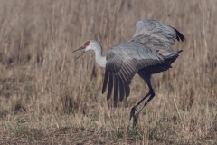 DSC_1835DSC1835_Sandhill_Crane