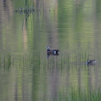 American Wigeon pair on the water