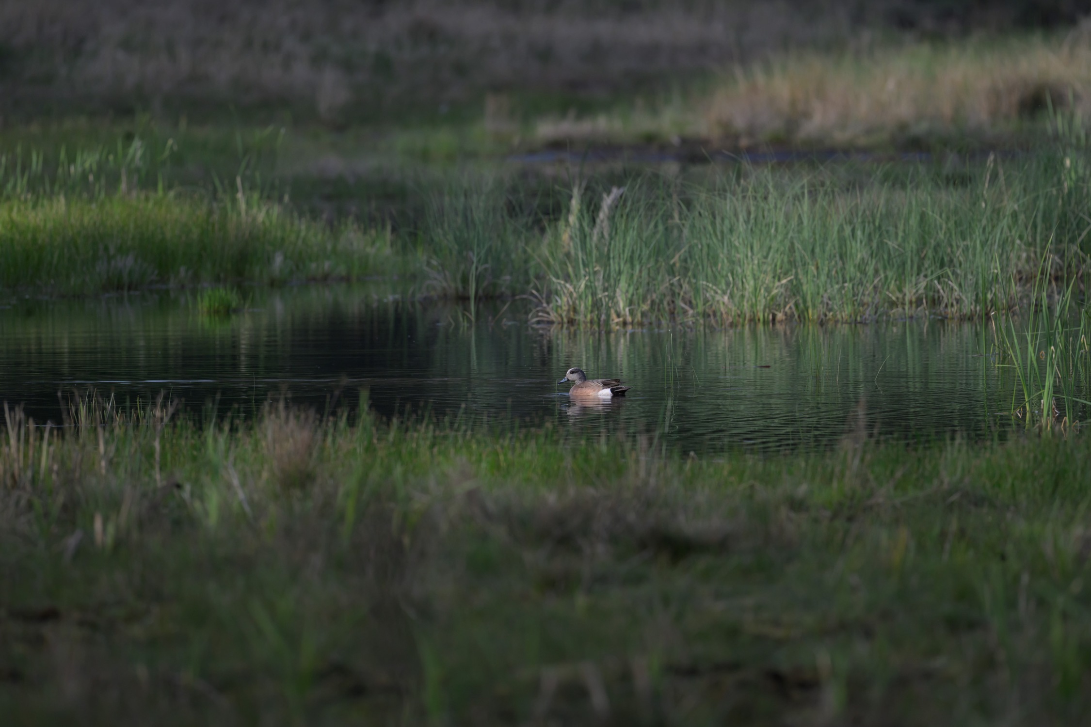 American Wigeon in morning light