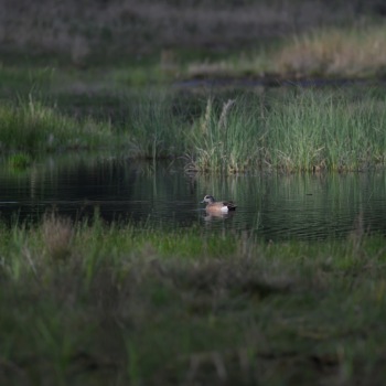 American Wigeon in morning light American Wigeon in morning light
