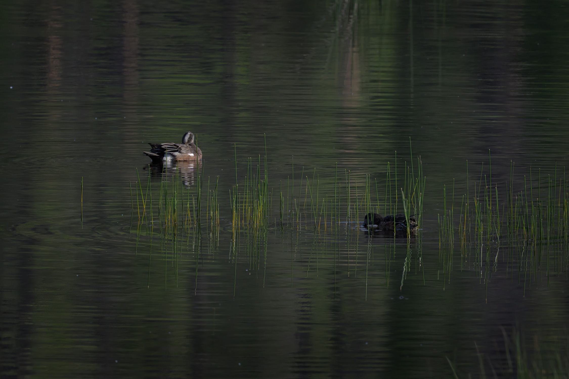 Pair of American Wigeons on the water at Bonaparte Meadows, Okanagan County, WA