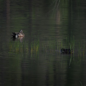 Pair of American Wigeons on the water at Bonaparte Meadows, Okanagan County, WA Pair of American Wigeons on the water at Bonaparte Meadows, Okanagan County, WA