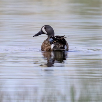 A Male Blue-winged Teal at Bonaparte Meadows, Okanagan County, WA A Male Blue-winged Teal at Bonaparte Meadows, Okanagan County, WA