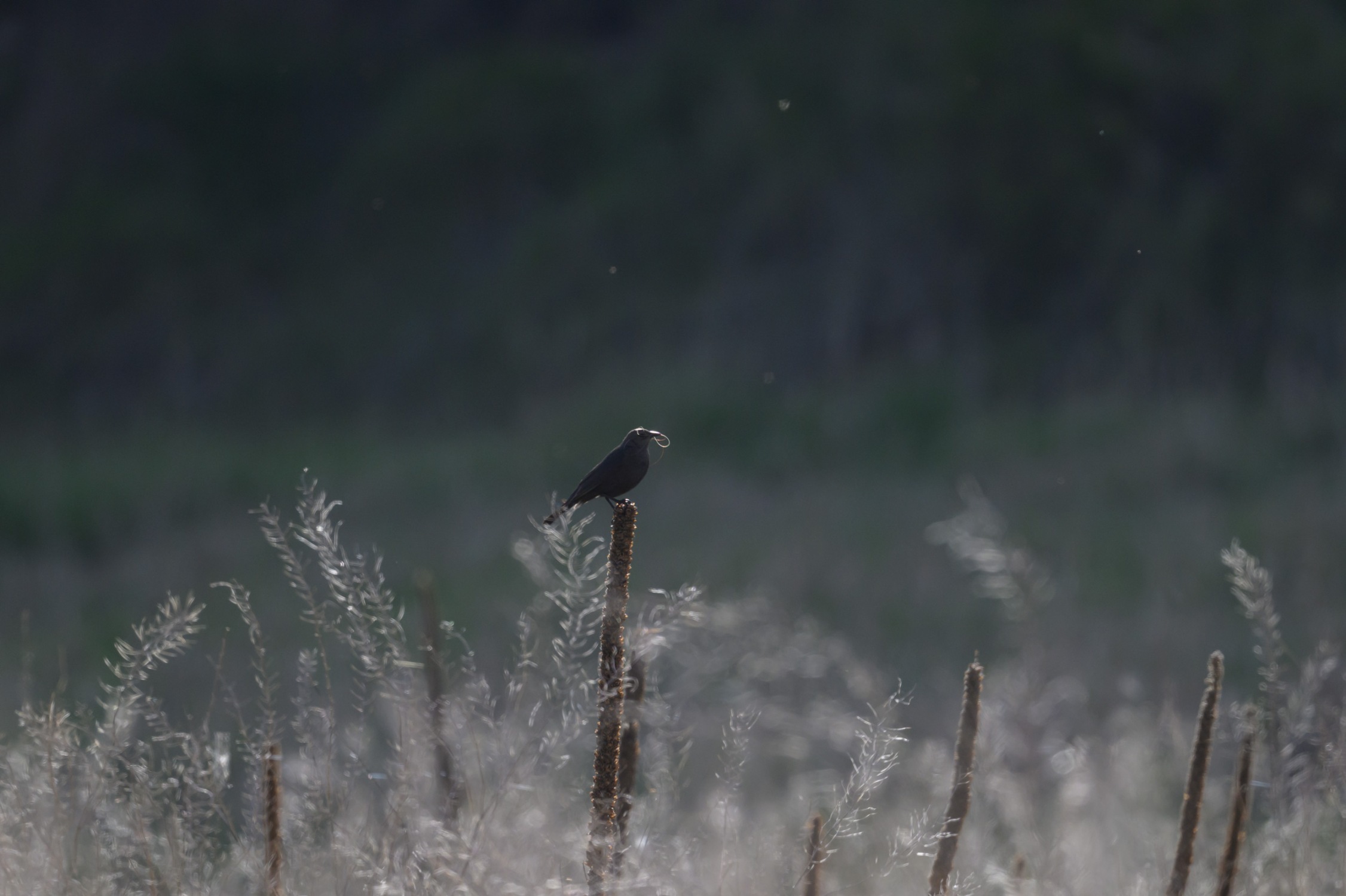 Brewer's Blackbird Gathering Nesting Materials