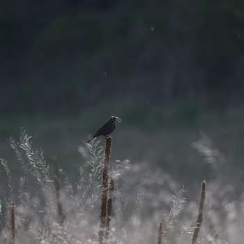 Brewer's Blackbird Gathering Nesting Materials Brewer's Blackbird Gathering Nesting Materials