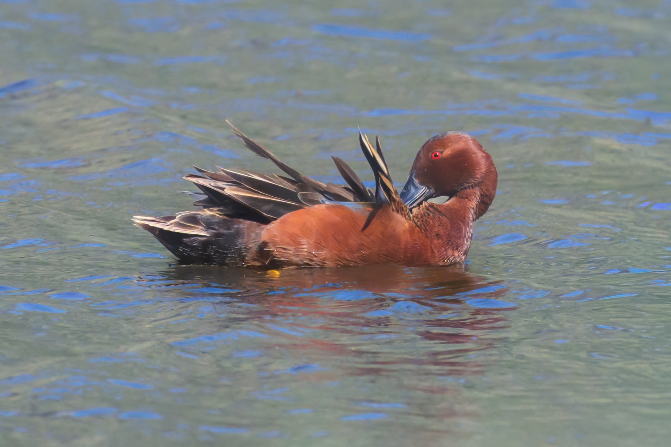 A Cinnamon Teal preens at Bonoparte Meadows in Okanagon County, WA