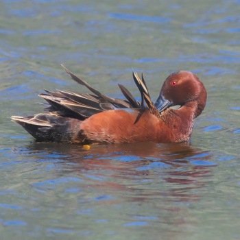 A Cinnamon Teal preens at Bonoparte Meadows in Okanagon County, WA A Cinnamon Teal preens at Bonoparte Meadows in Okanagon County, WA