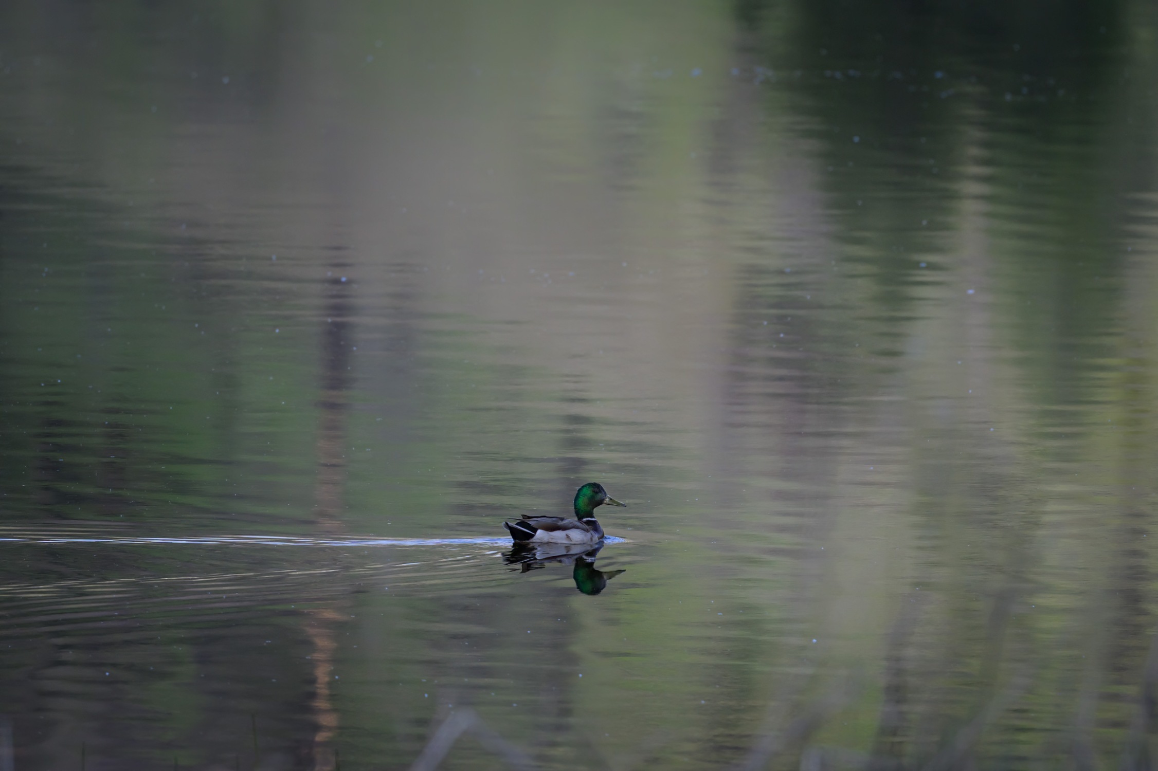 Mallard in the fen