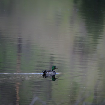 Mallard in the fen Mallard in the fen