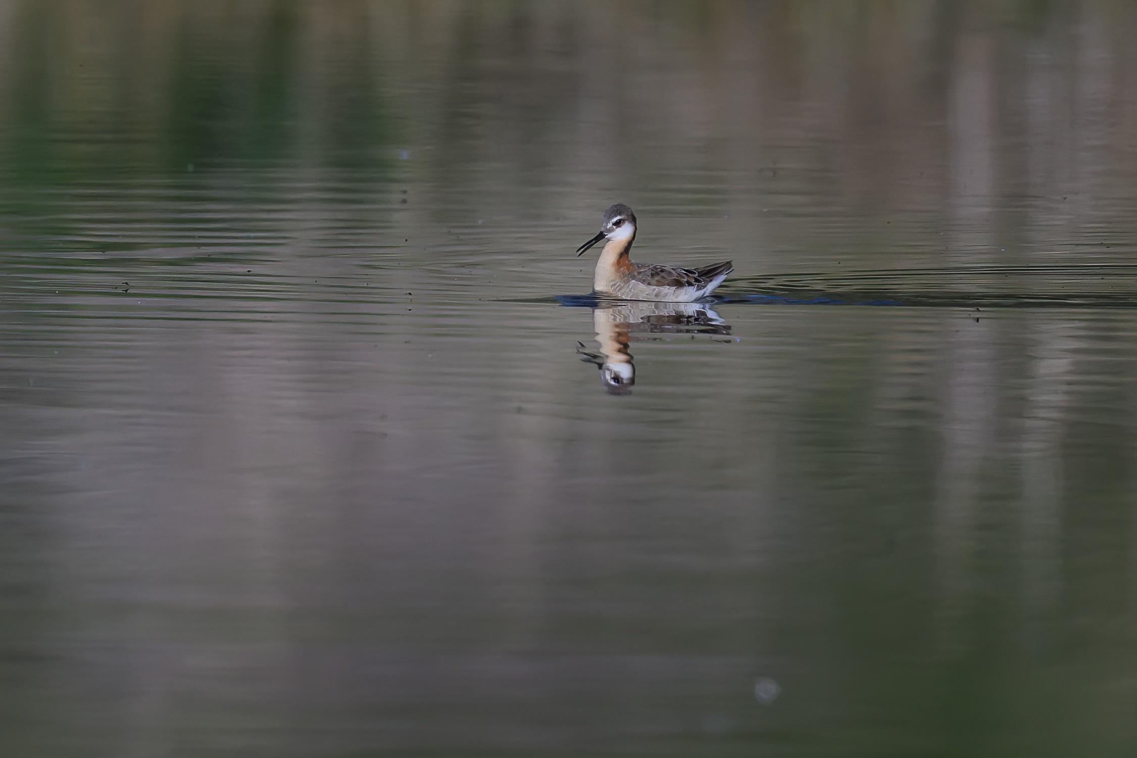 Wilson's Phalarope at Bonaparte Meadows