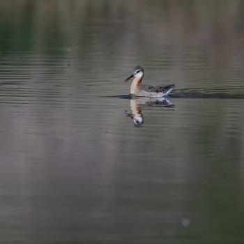 Wilson's Phalarope at Bonaparte Meadows Wilson's Phalarope at Bonaparte Meadows