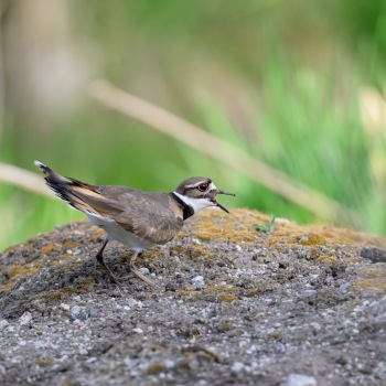 Calling Killdeer Calling Killdeer