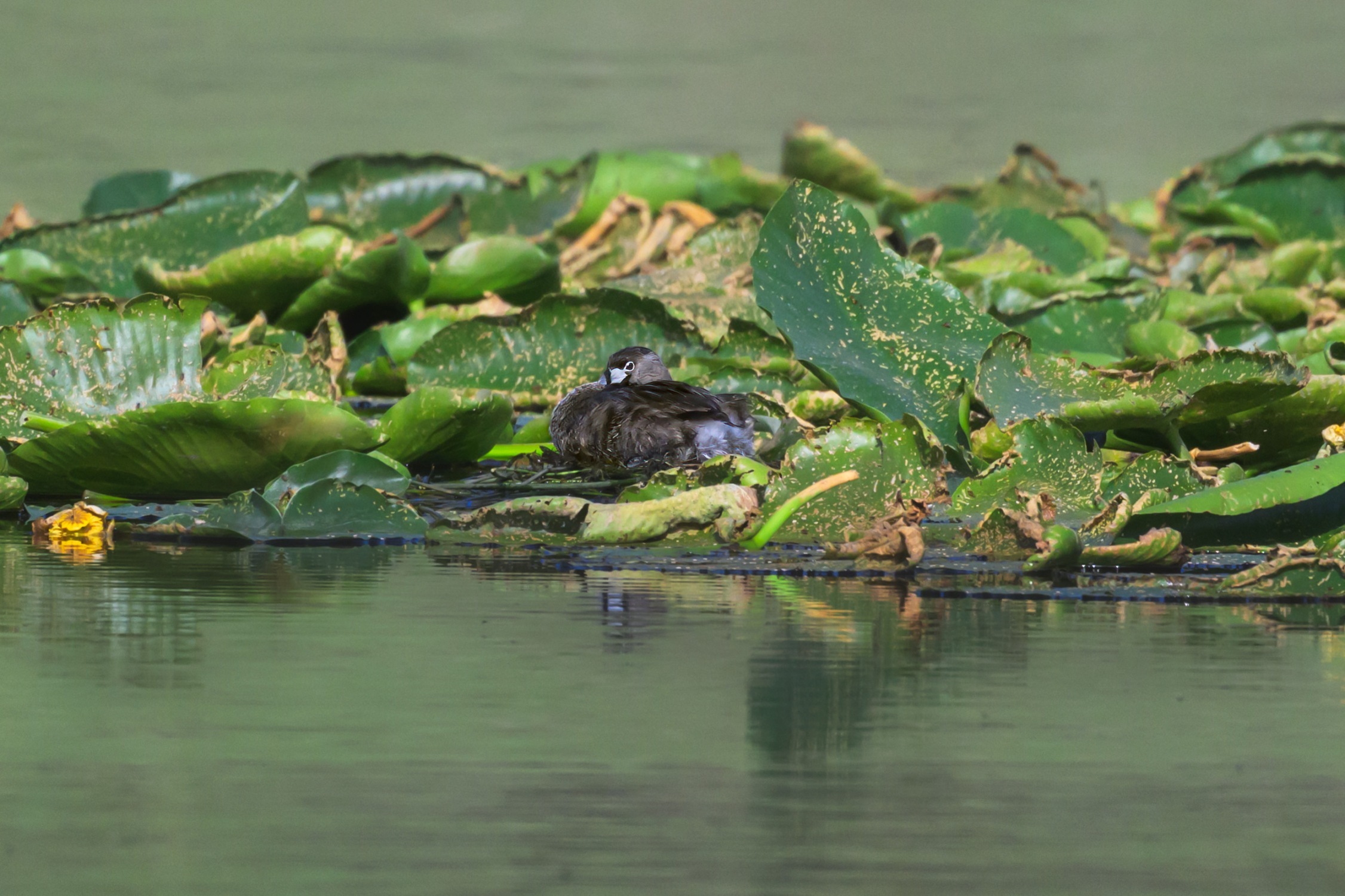 Nesting Season for Pied-billed Grebes at Bonaparte Meadows