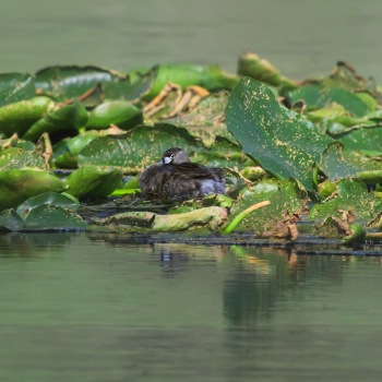 Nesting Season for Pied-billed Grebes at Bonaparte Meadows Nesting Season for Pied-billed Grebes at Bonaparte Meadows