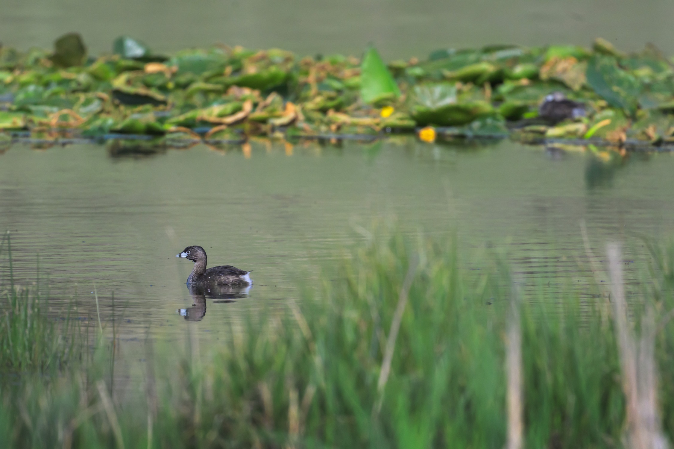 Nesting Season for Pied-billed Grebes at Bonaparte Meadows