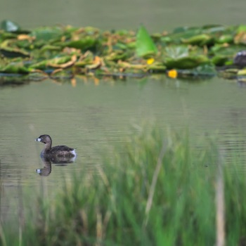 Nesting Season for Pied-billed Grebes at Bonaparte Meadows Nesting Season for Pied-billed Grebes at Bonaparte Meadows
