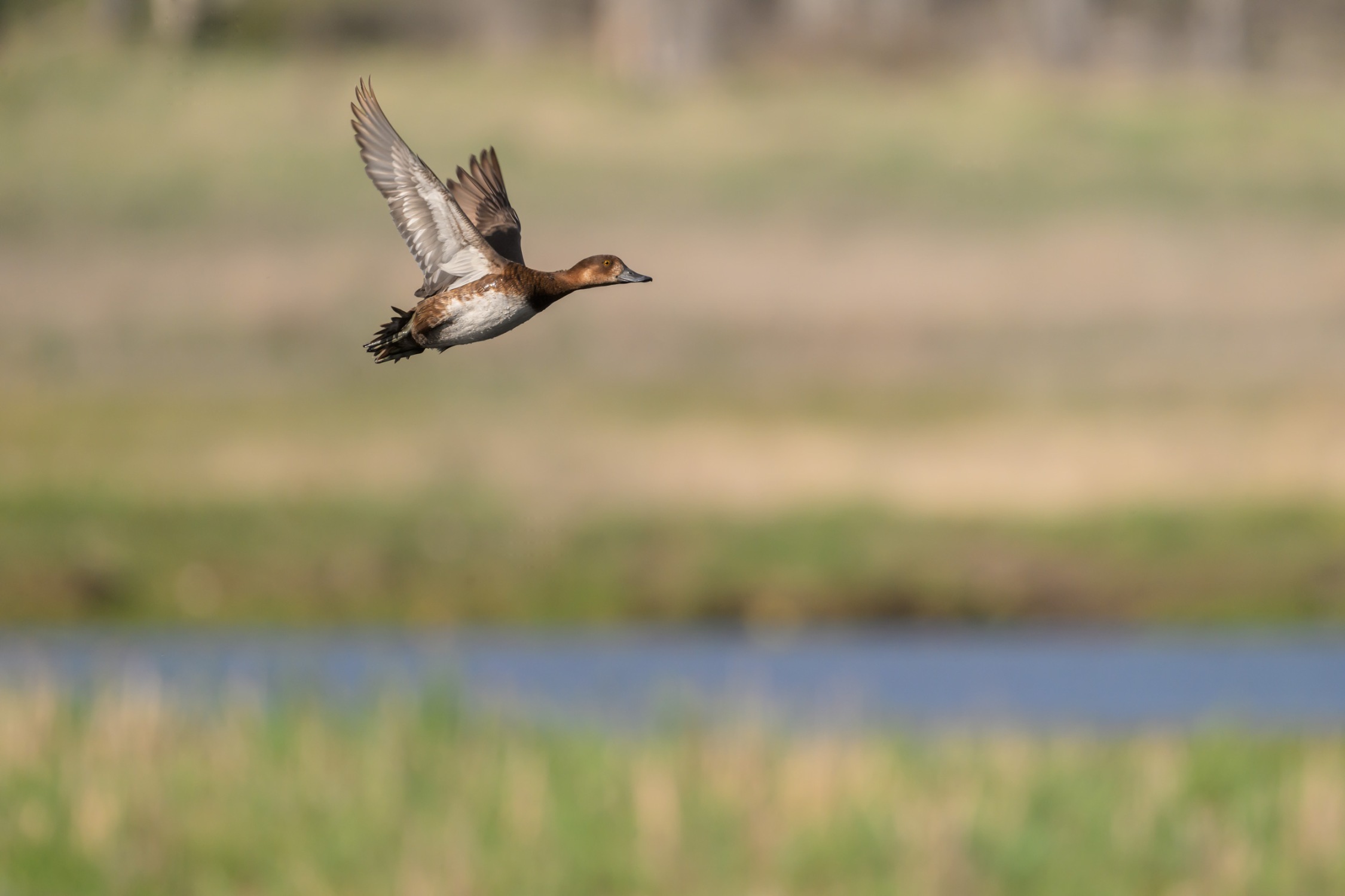 A Female Redhead duck takes flight