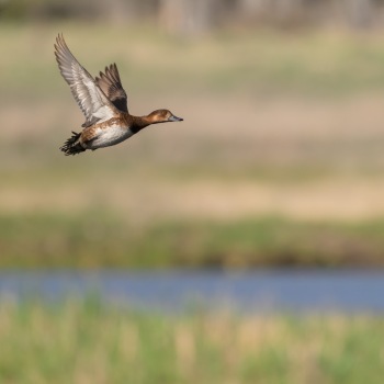 A Female Redhead duck takes flight A Female Redhead duck takes flight