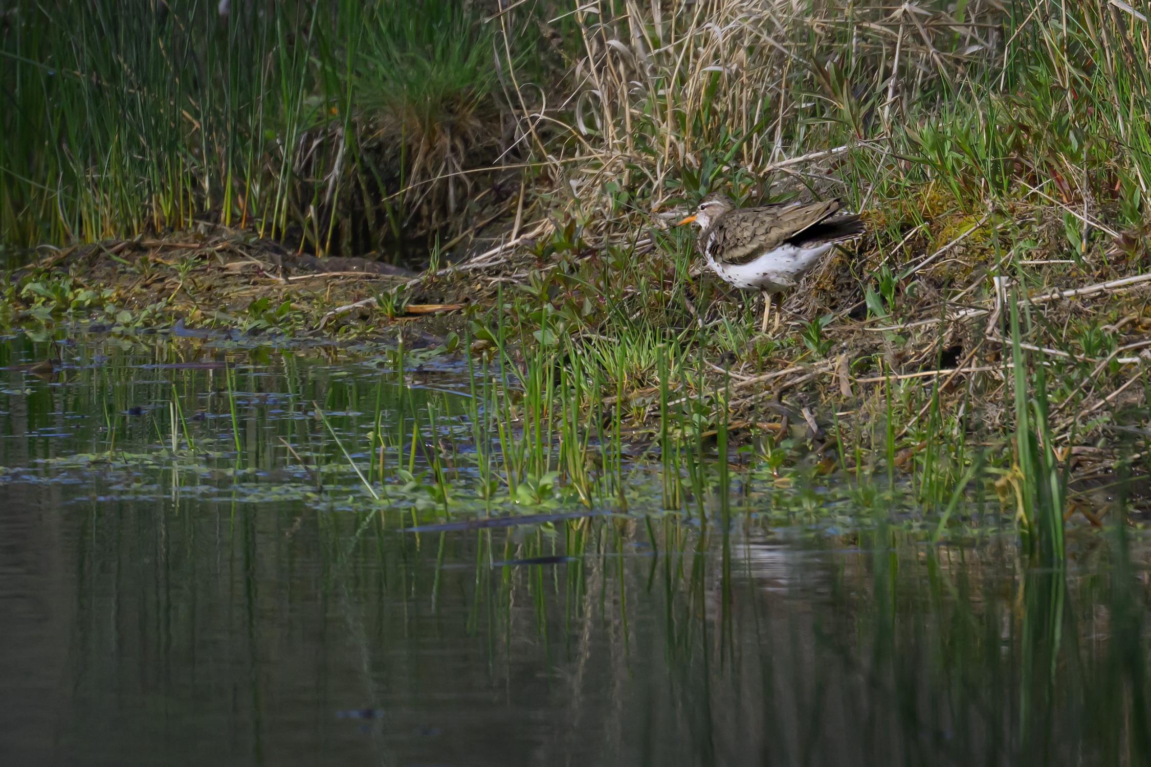 Sandpiper on the bank of the Fen
