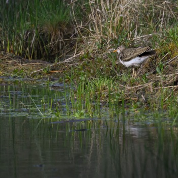 Sandpiper on the bank of the Fen Sandpiper on the bank of the Fen