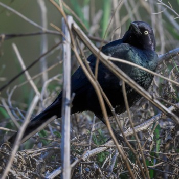 Brewer's Blackbird Brewer's Blackbird