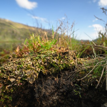 Detail of plant communities in the Bonaparte Meadows in Okanogan County, WA.