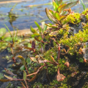 Plant community along the banks of the fen