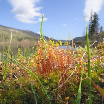 Plant community along the banks of the fen
