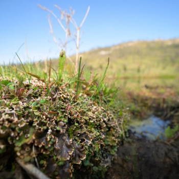 Detail of plant communities in the Bonaparte Meadows in Okanogan County, WA.