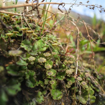 Detail of plant communities in the Bonaparte Meadows in Okanogan County, WA.