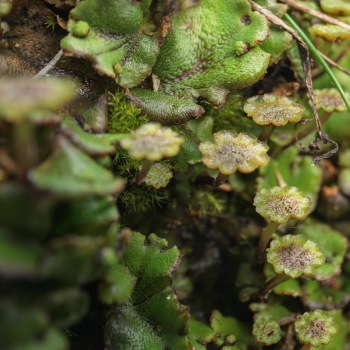 Detail of plant communities in the Bonaparte Meadows in Okanogan County, WA.